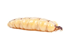 Know-The-Enemy-Termite-Queen-Main-1-