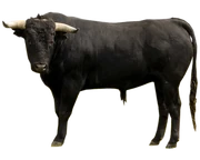 Bull