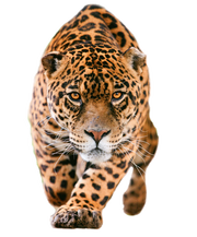 Jaguar-PNG-Pic