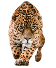 Jaguar-PNG-Pic Jaguar-PNG-Pic