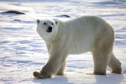 Polar-Bears-bears-35799405-2700-1800