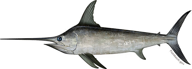 North atlantic swordfish 1
