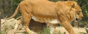 Liger.ipg-1-
