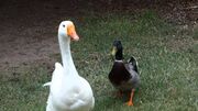 Maxresdefault (1)duck