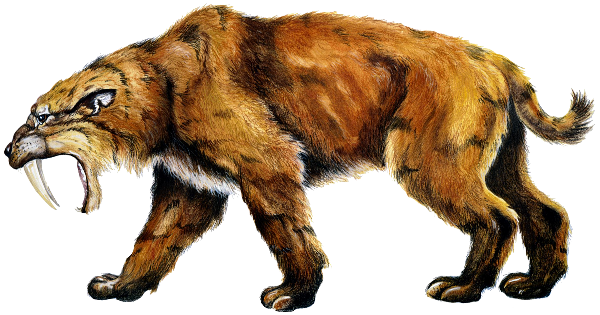 saber-toothed-tiger-vs-battles-wiki-fandom-powered-by-wikia