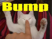 Bump kitty Bump kitty