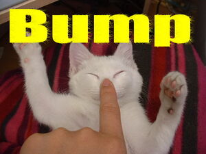 Bump kitty