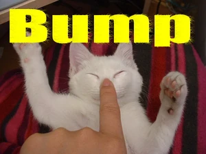 Bump kitty Bump kitty