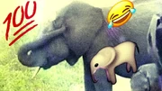 Elephunt