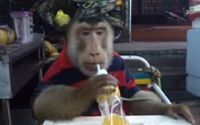 Casual-monkey-enjoying-drink-at-cafe Casual-monkey-enjoying-drink-at-cafe