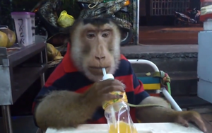 Casual-monkey-enjoying-drink-at-cafe