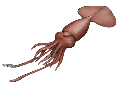 Colossal squid-removebg-preview