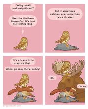 Wanked owl