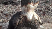 MightyBeaver MightyBeaver