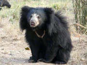 Wild-sloth-bear