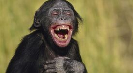 Laughing-bonobo-crop