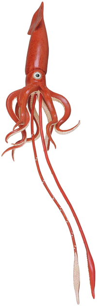 Giant squid transparent