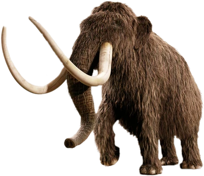 Woolly mammoth