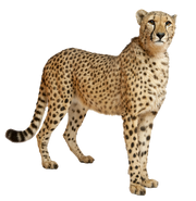 Cheetahs transparent