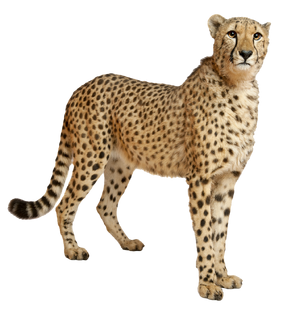 Cheetahs transparent