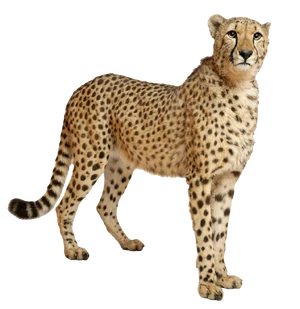 Cheetahs transparent