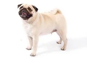 Pug dog