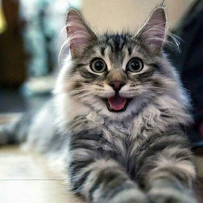 A9c0170f28d61fb61f83e55bc3f86720--happy-cat-so-happy