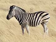 Common zebra 1