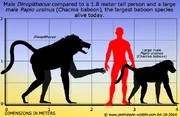 Dinopithecus Dinopithecus