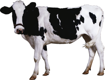 Cow PNG2127