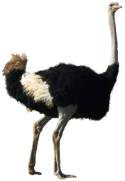 Ostrich1