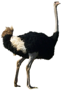 Ostrich1