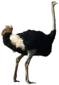 Ostrich1