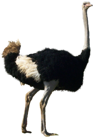 Ostrich1