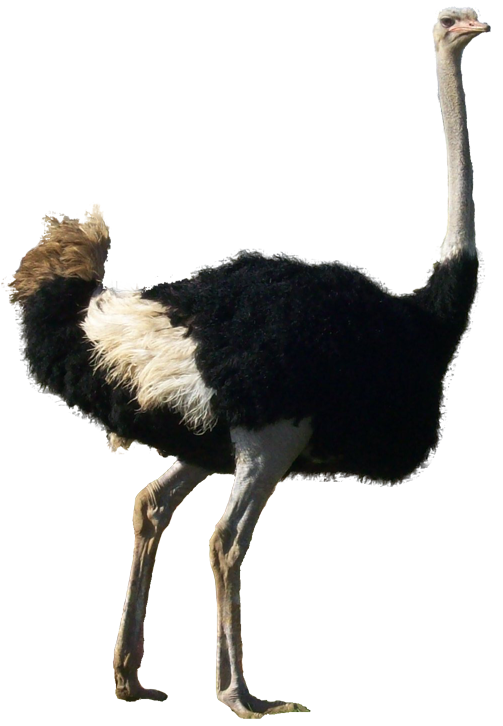 Ostrich | VS Battles Wiki | FANDOM powered by Wikia