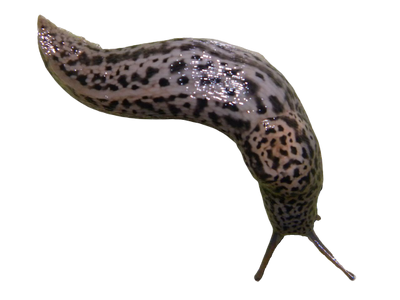 Leopard slug-removebg-preview