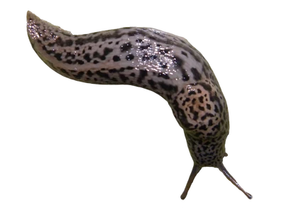 Leopard slug-removebg-preview