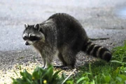 Trash Panda