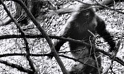 Bigfoot Bigfoot