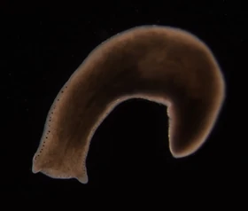 Polycelis felina Polycelis felina
