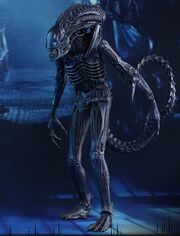 Warriorxenomorph