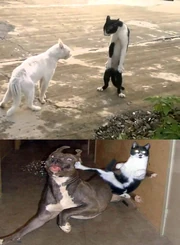 Bruce Lee Cat - Berseker Mode