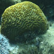Giant brain coral