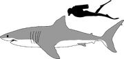 2000px-Great white shark size comparison.svg-1-