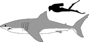 2000px-Great white shark size comparison.svg-1-