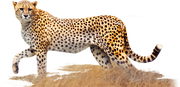 Smaller-cheetah