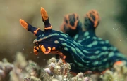 Variable neon slug