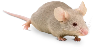 House mouse