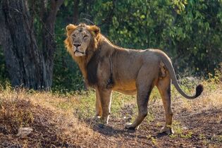Asiatic-lion-male