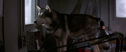Norwegian dog stares out the window - The Thing (1982)-1-